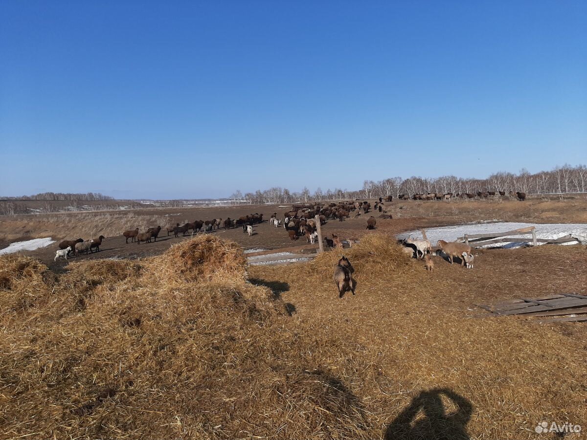 Овцы бараны козы козлы купить на Зозу.ру - фотография № 9