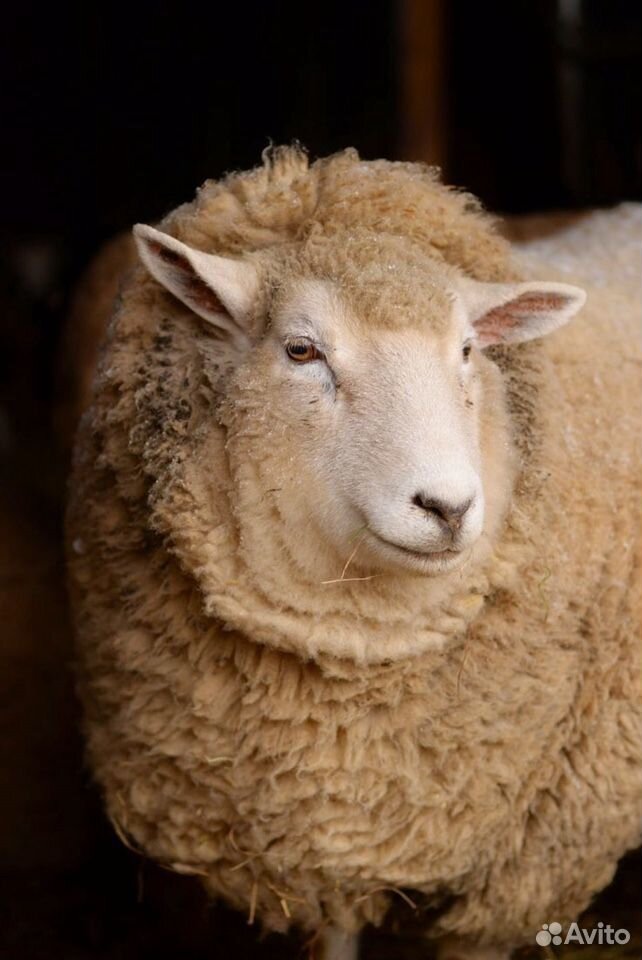 Баран овца купить на Зозу.ру - фотография № 2