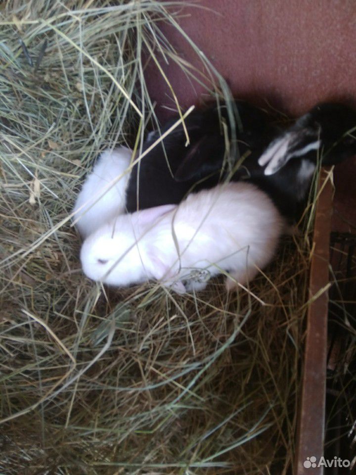 Крольчата породы Французский Баран, голубоглазые купить на Зозу.ру - фотография № 2