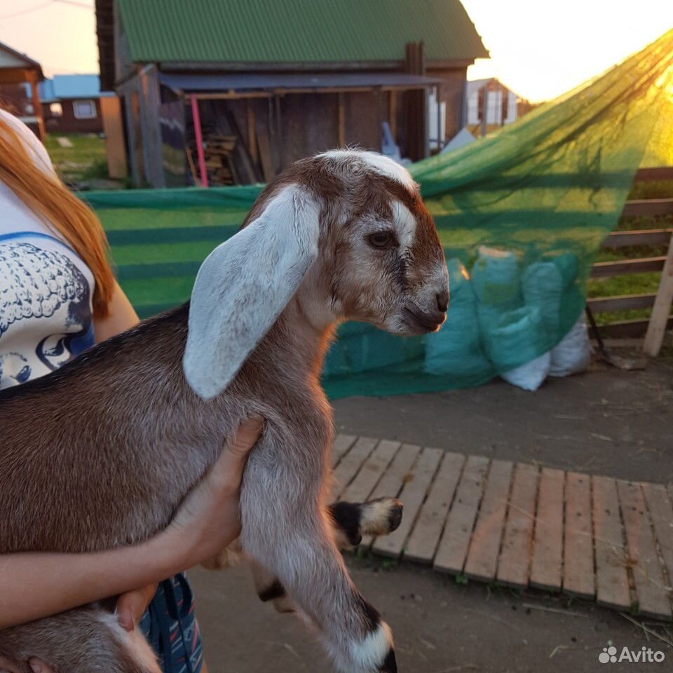 Англо-нубийские козы купить на Зозу.ру - фотография № 3