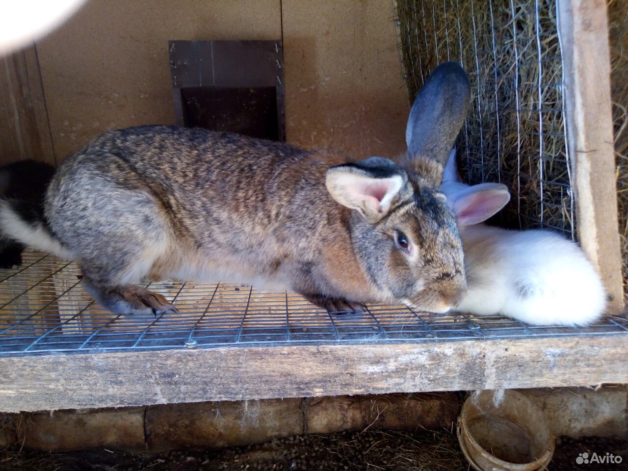 Крольчиха с крольчатами купить на Зозу.ру - фотография № 3