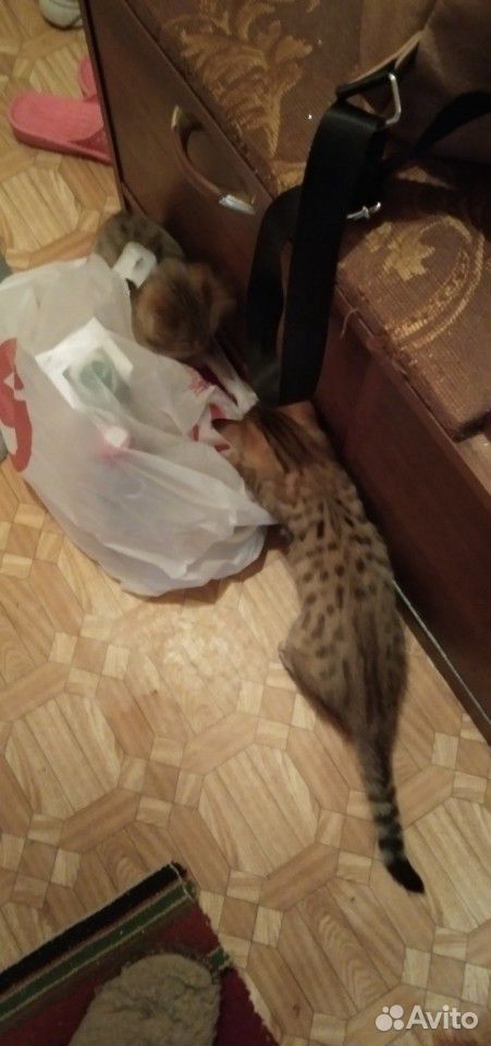 Котята бенгал купить на Зозу.ру - фотография № 10