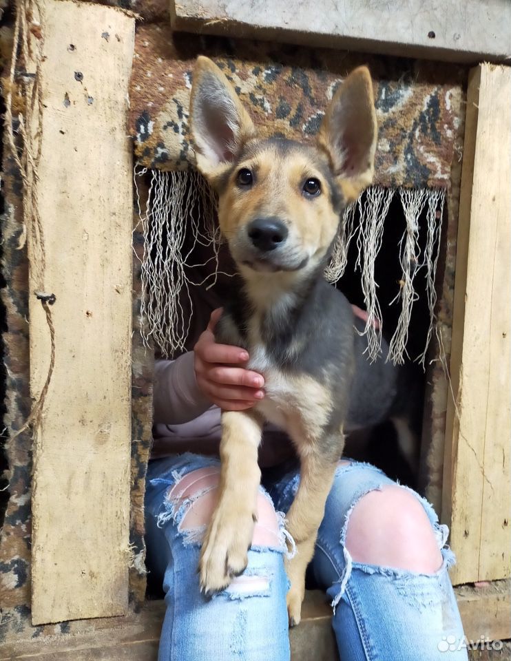 Ася-щенок из приюта ищет дом купить на Зозу.ру - фотография № 5