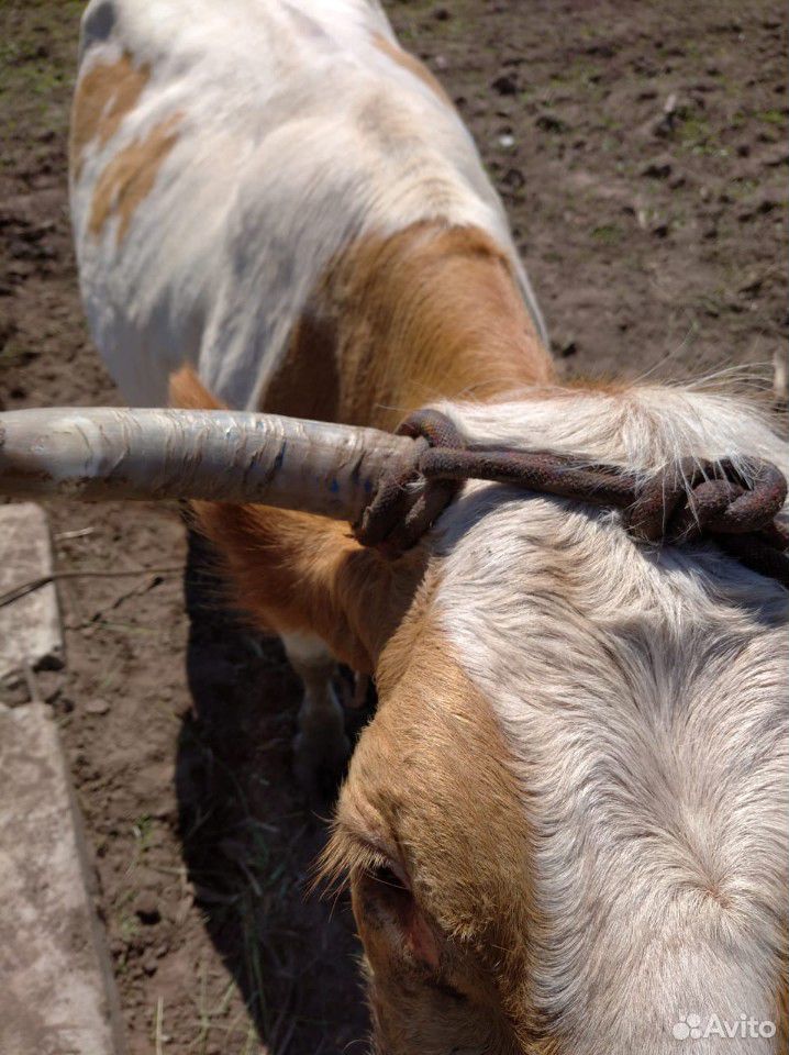Корова порода шведская купить на Зозу.ру - фотография № 3
