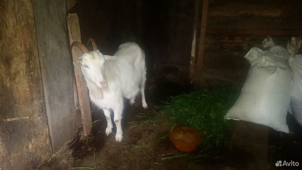 Продается молодая коза,молодая,дойная купить на Зозу.ру - фотография № 1