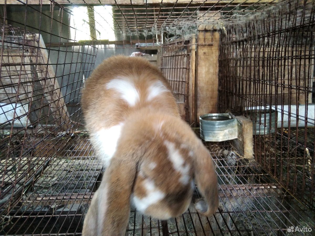Кролик баран породистый купить на Зозу.ру - фотография № 5