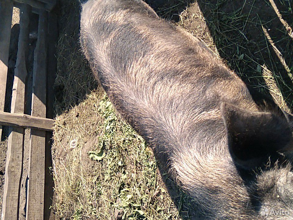 Свиноматки купить на Зозу.ру - фотография № 3