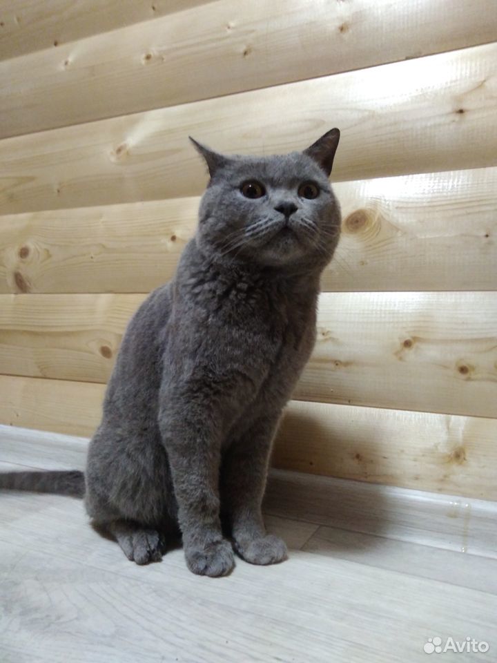 Домашний кот купить на Зозу.ру - фотография № 3