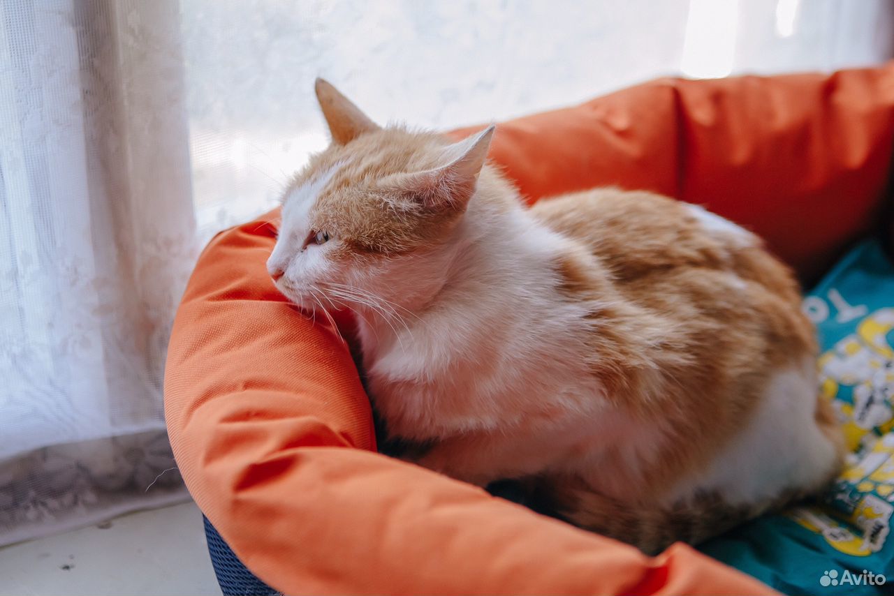 Кошка Нюша ищет дом купить на Зозу.ру - фотография № 3