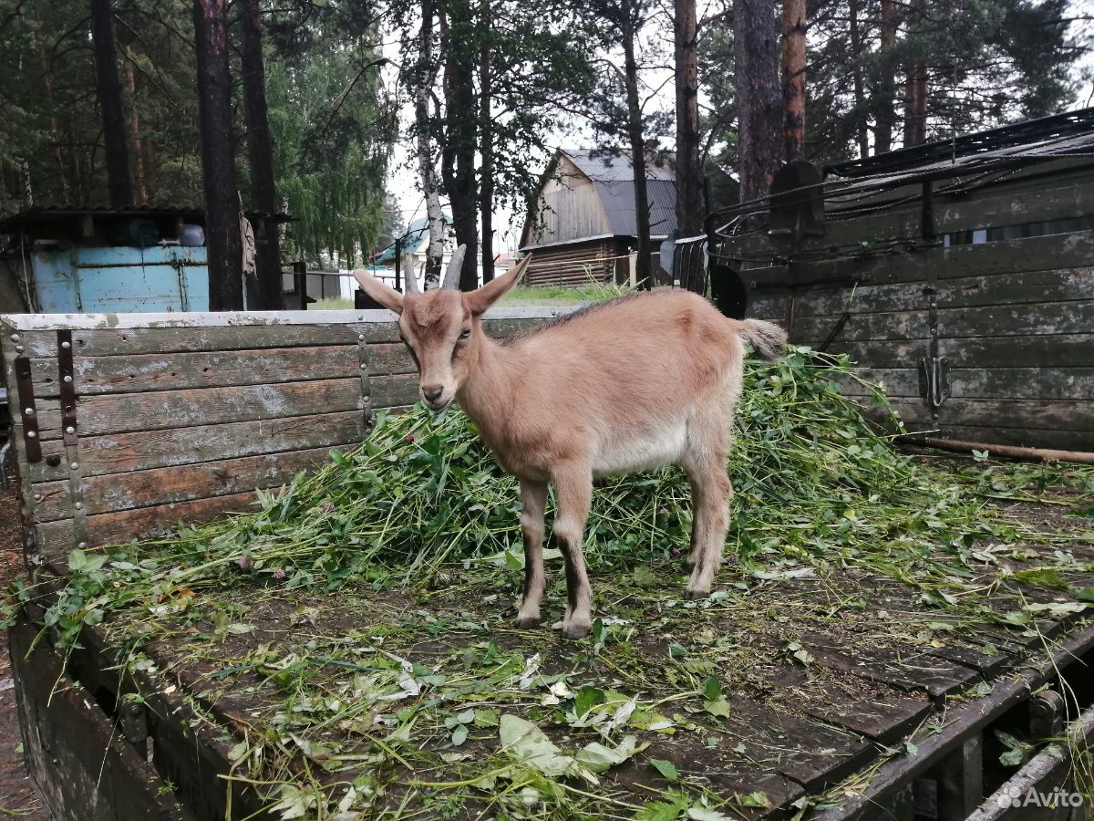 Козлята от альпийской козы купить на Зозу.ру - фотография № 1