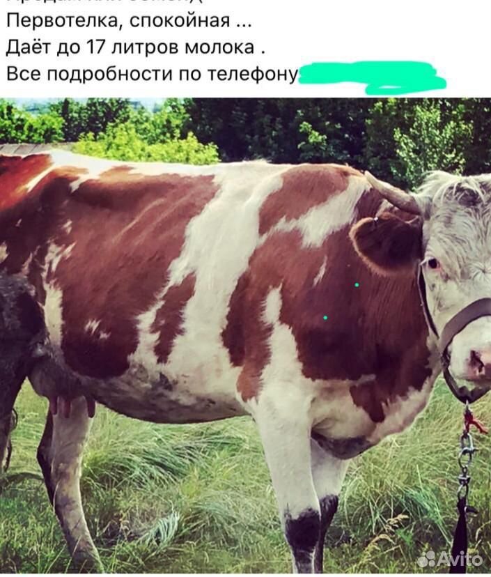 Корова первотелка купить на Зозу.ру - фотография № 1