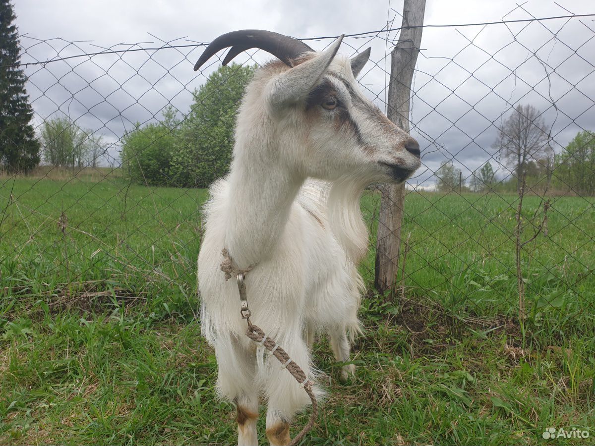 Молодая коза купить на Зозу.ру - фотография № 2
