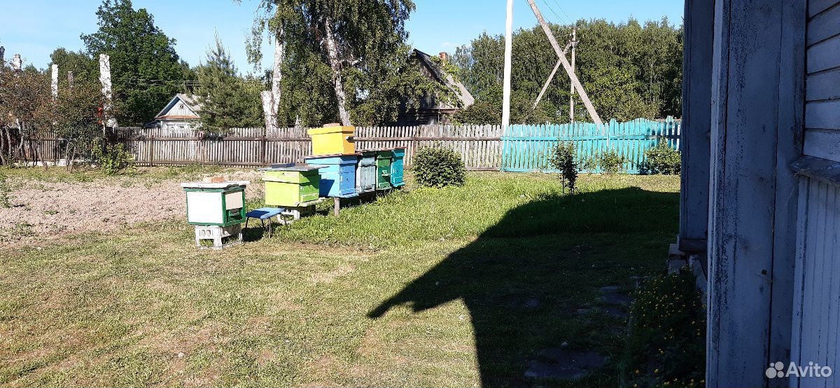 Пчелы,ульи,рои купить на Зозу.ру - фотография № 1