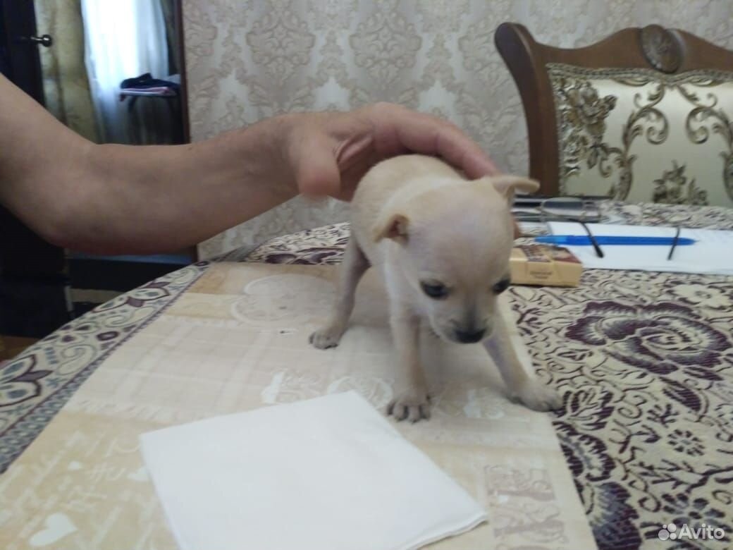 Продам щенка той-терьера купить на Зозу.ру - фотография № 2