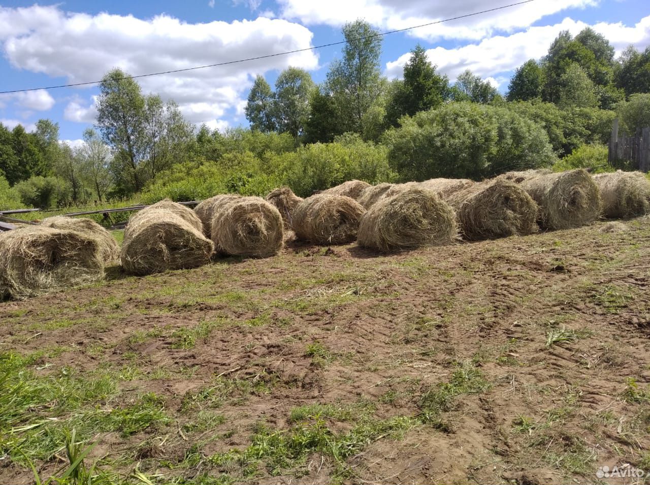 Сено в тюках купить на Зозу.ру