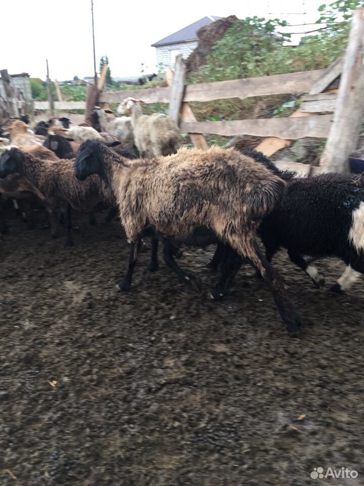 Овце матки продаю купить на Зозу.ру - фотография № 3