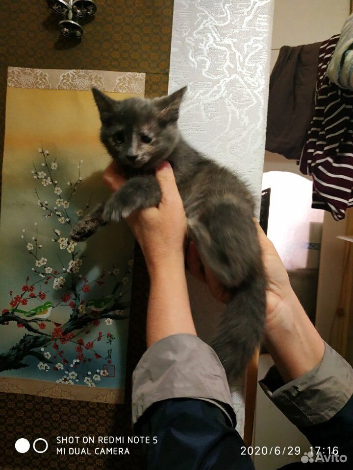 Котята в поиске хозяина купить на Зозу.ру - фотография № 1