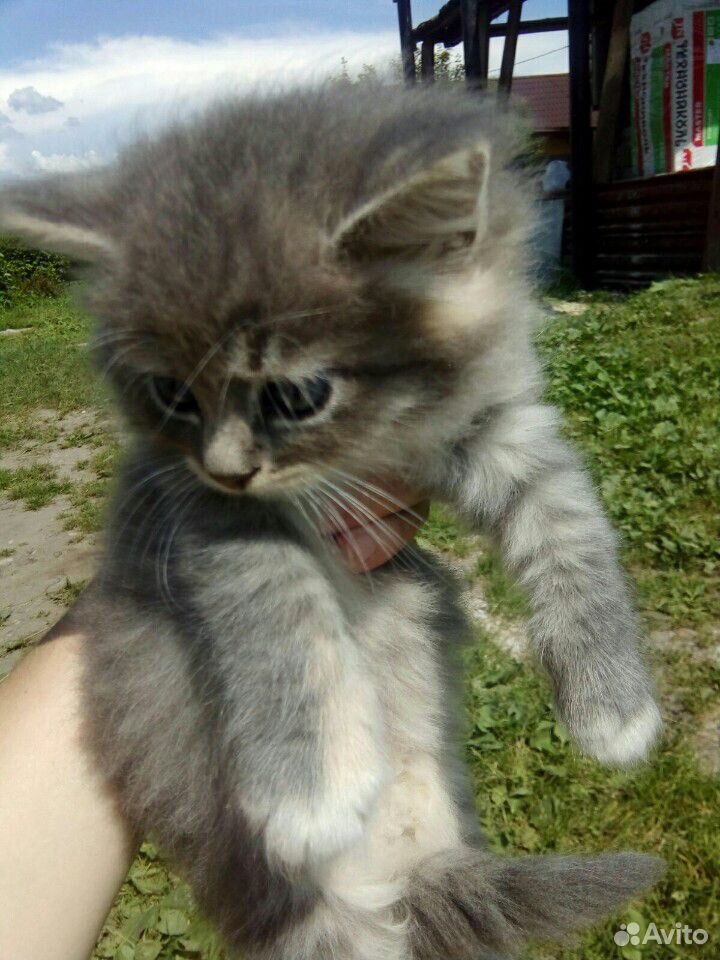 Котёнок, 1,5 мес., девочка купить на Зозу.ру - фотография № 2