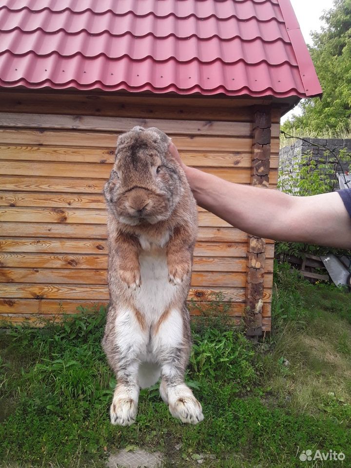 Продаю кролика купить на Зозу.ру - фотография № 3