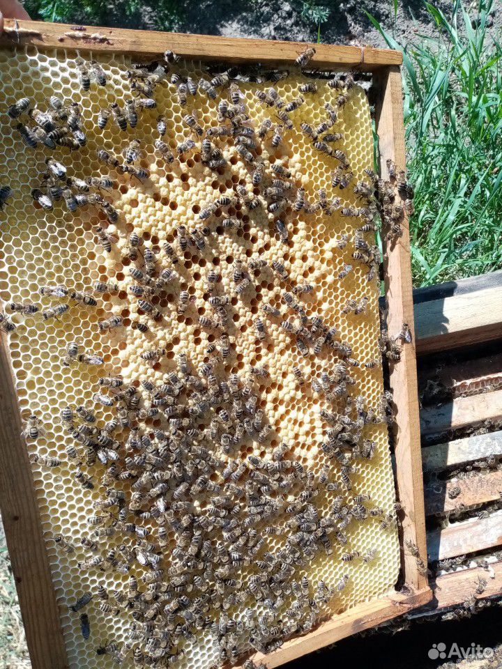 Пчелосемьи с ульями или меняю на сахар купить на Зозу.ру - фотография № 7