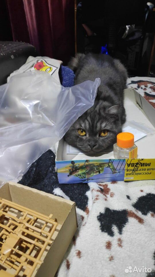 Шотландская вислоухая кошка купить на Зозу.ру - фотография № 3