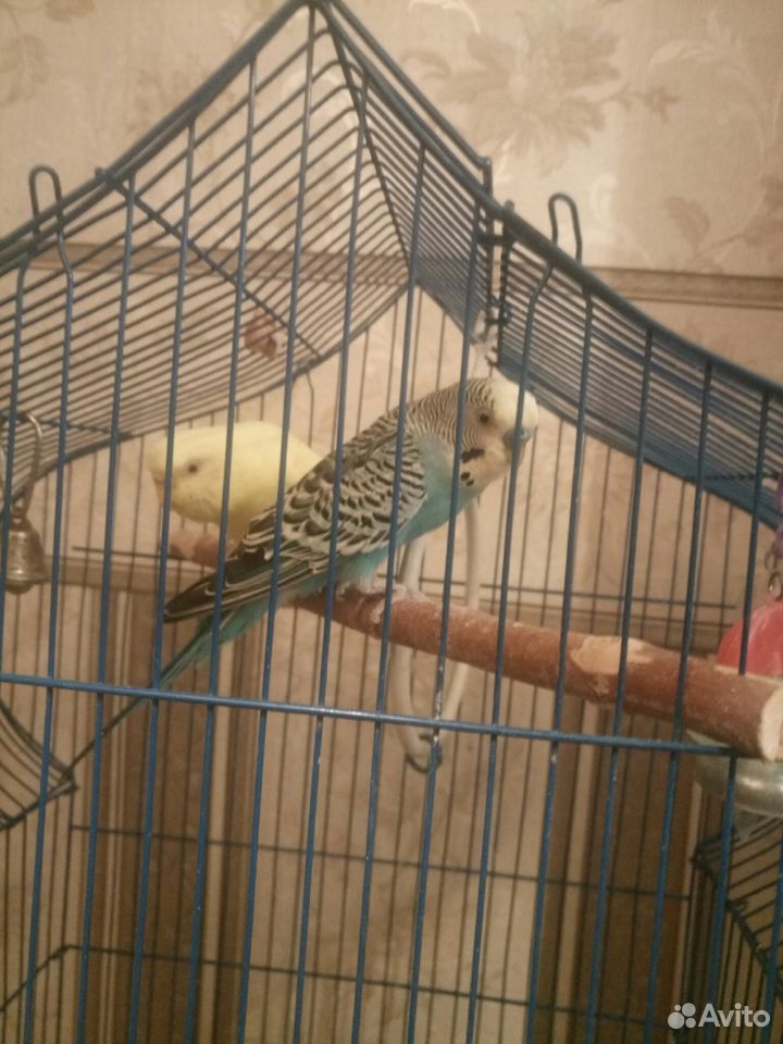 Клетка с двумя попугайчиками купить на Зозу.ру - фотография № 3