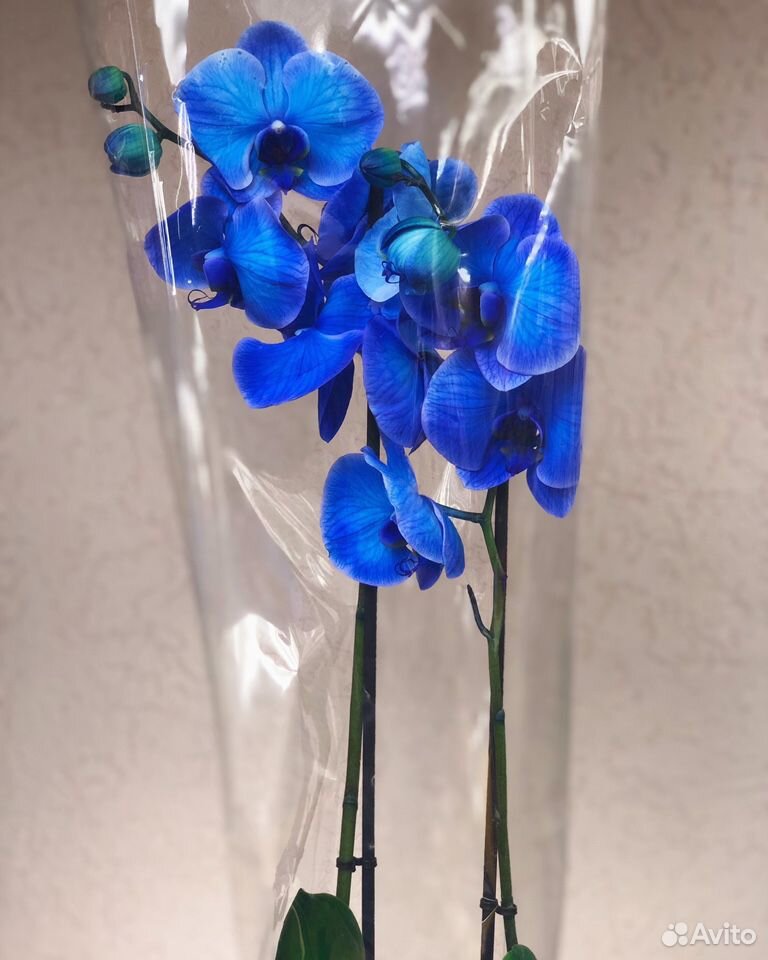 Синяя орхидея в горшке. Синие орхидеи. Орхидея темно синяя. Призрачная Орхидея синяя. Батик синие орхидеи.