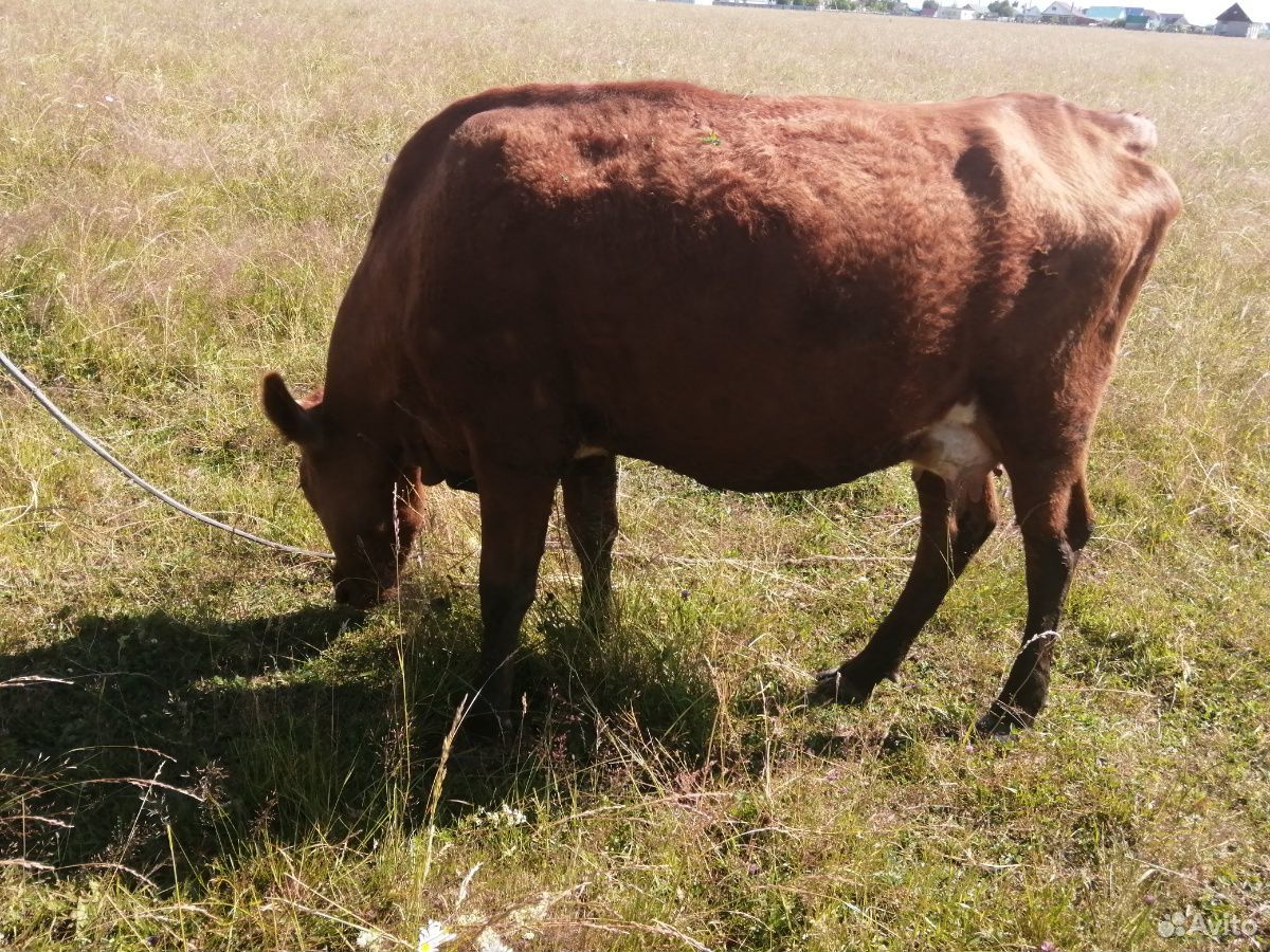 Корова, тёлка 2.5 года, бычок 1.5 годовалый, 2 тел купить на Зозу.ру - фотография № 4