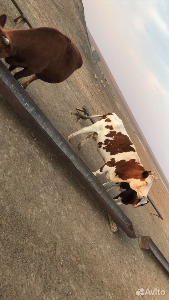 Две дойные коровы и бычок купить на Зозу.ру - фотография № 3