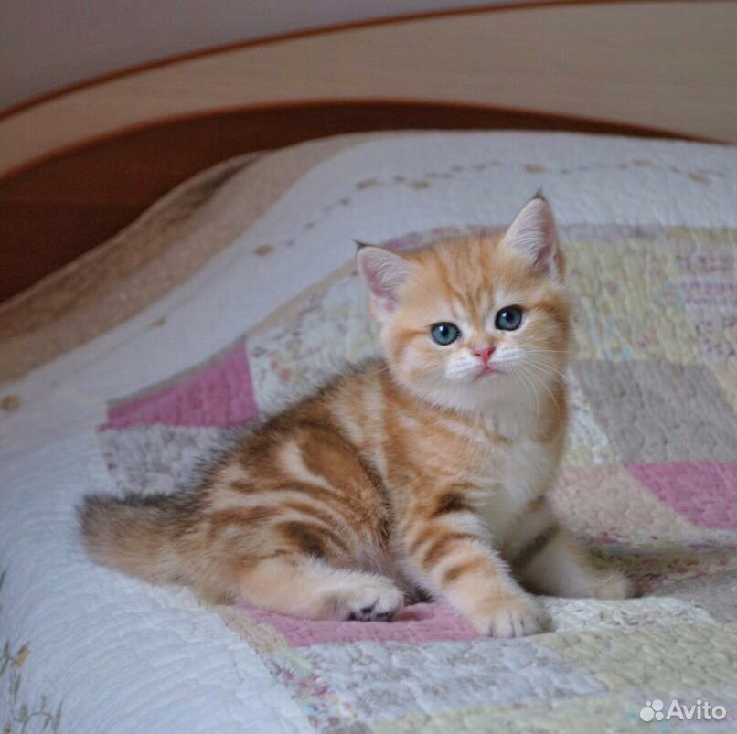 Великолепные котята британской шиншиллы купить на Зозу.ру - фотография № 4