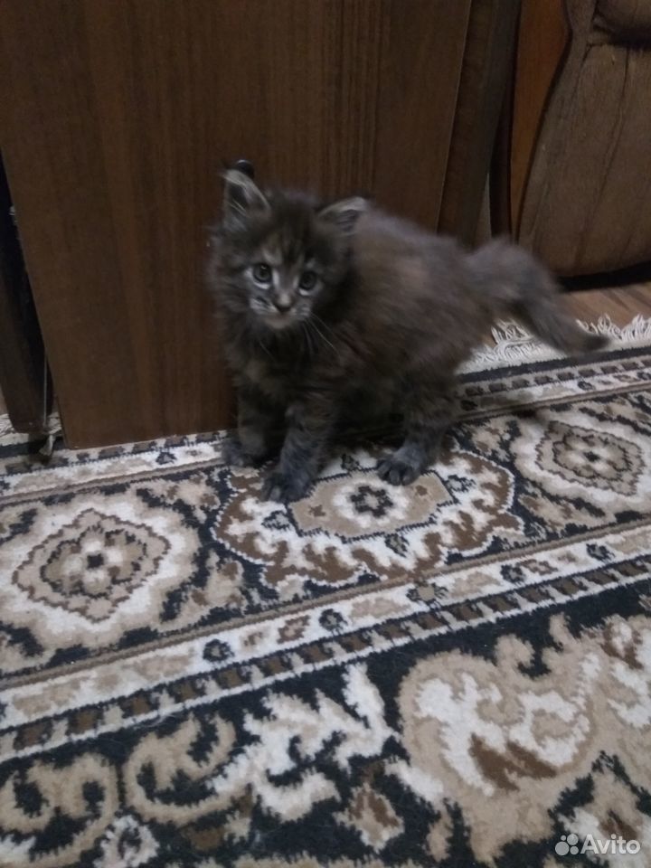 Котёнок Мейн-кун купить на Зозу.ру - фотография № 1