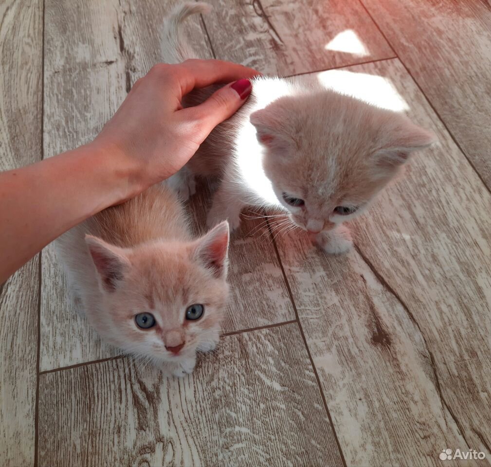 Котики в добрые руки купить на Зозу.ру - фотография № 1
