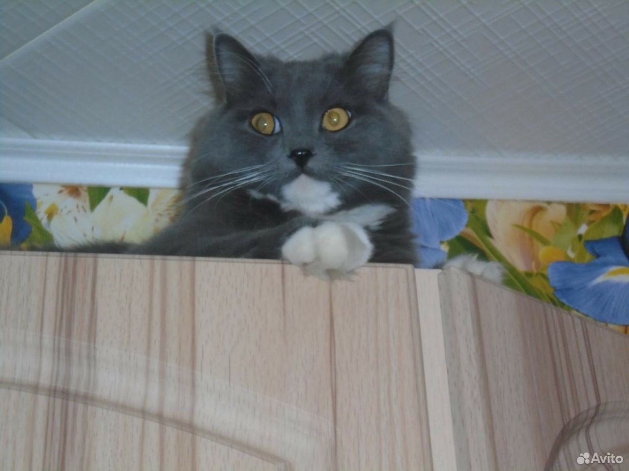 Потерялся кот купить на Зозу.ру - фотография № 2