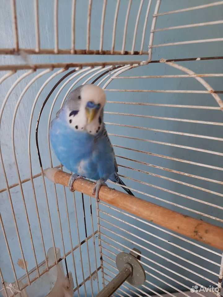 Волнистый попугай с клеткой купить на Зозу.ру - фотография № 4