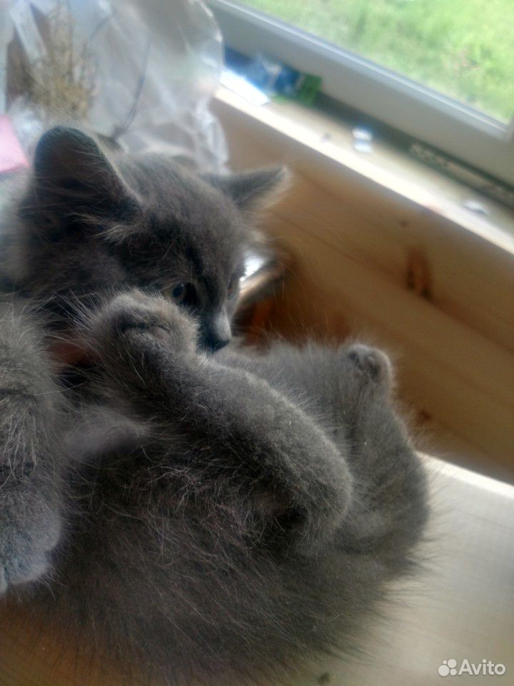 Красивые котята в добрые руки купить на Зозу.ру - фотография № 4