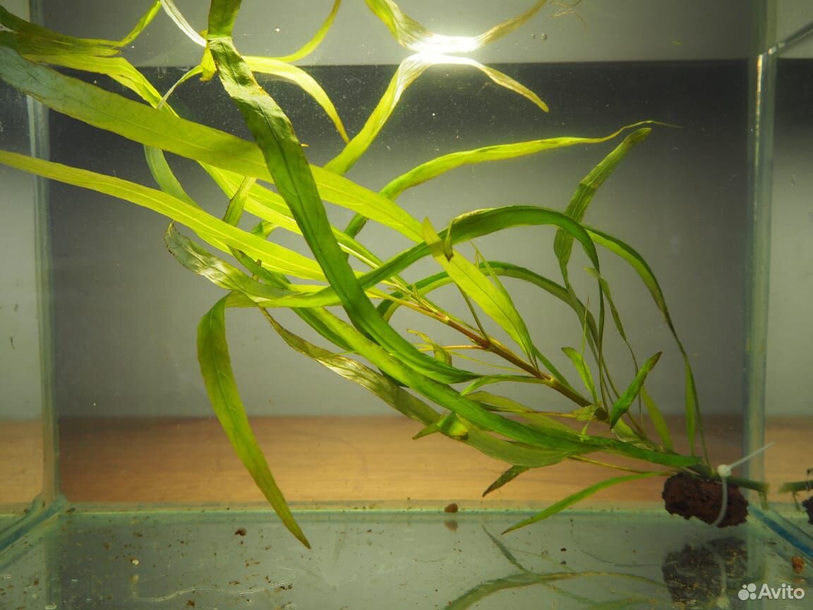 Эхинодорусы, продам аквариумные растения купить на Зозу.ру - фотография № 9