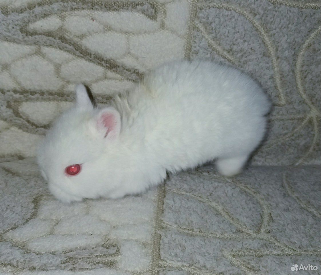 Нидерландские карликовые кролики купить на Зозу.ру - фотография № 6