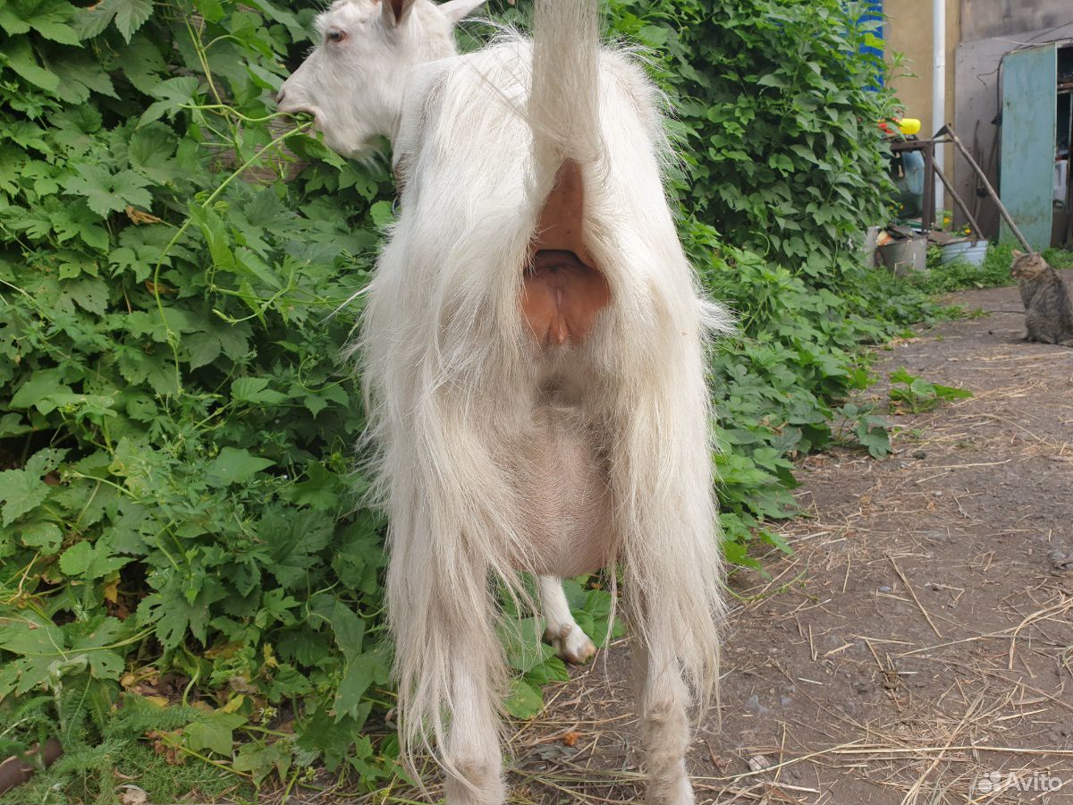 Молодые дойные козы мегрельской породы купить на Зозу.ру - фотография № 8