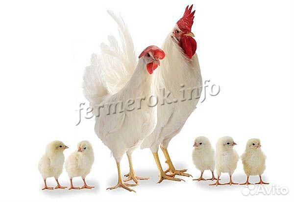 Цыплята породы хайсекс уайт месячные купить на Зозу.ру - фотография № 2
