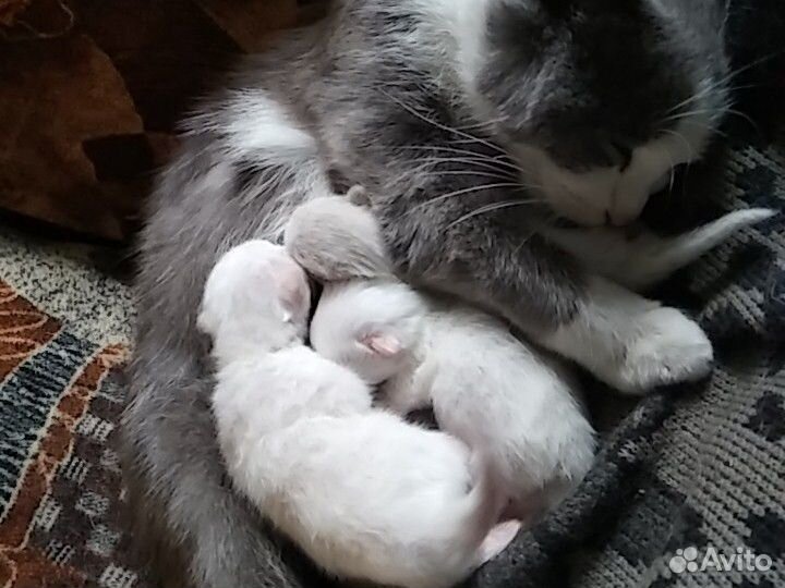 Котятки новорожденные беленькие купить на Зозу.ру - фотография № 8