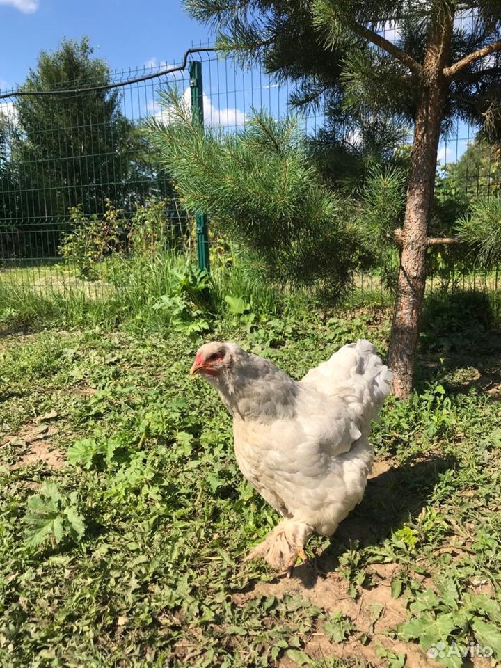 Брама светлая: курицы, петухи, цыплята, яйцо купить на Зозу.ру - фотография № 2