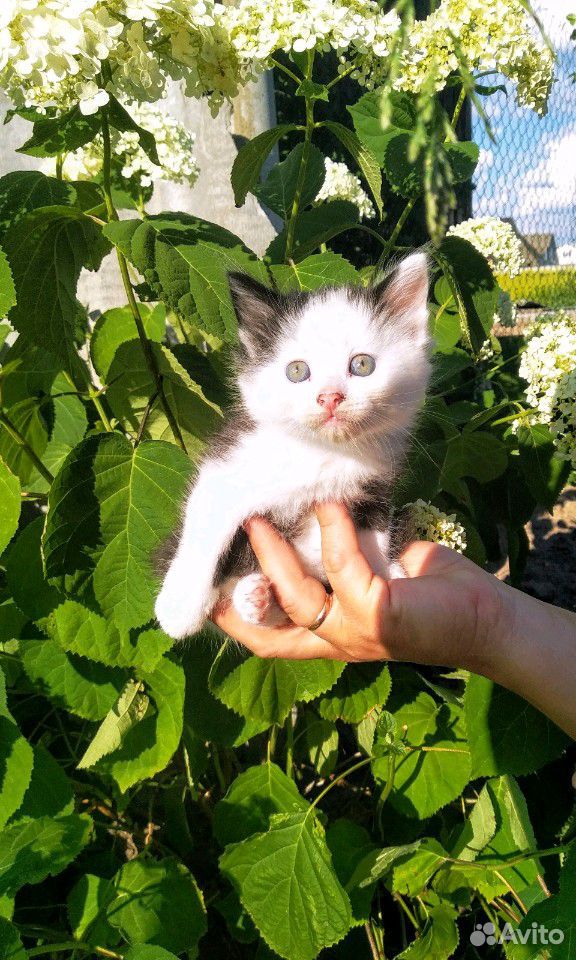 Котенок в добрые руки купить на Зозу.ру - фотография № 4