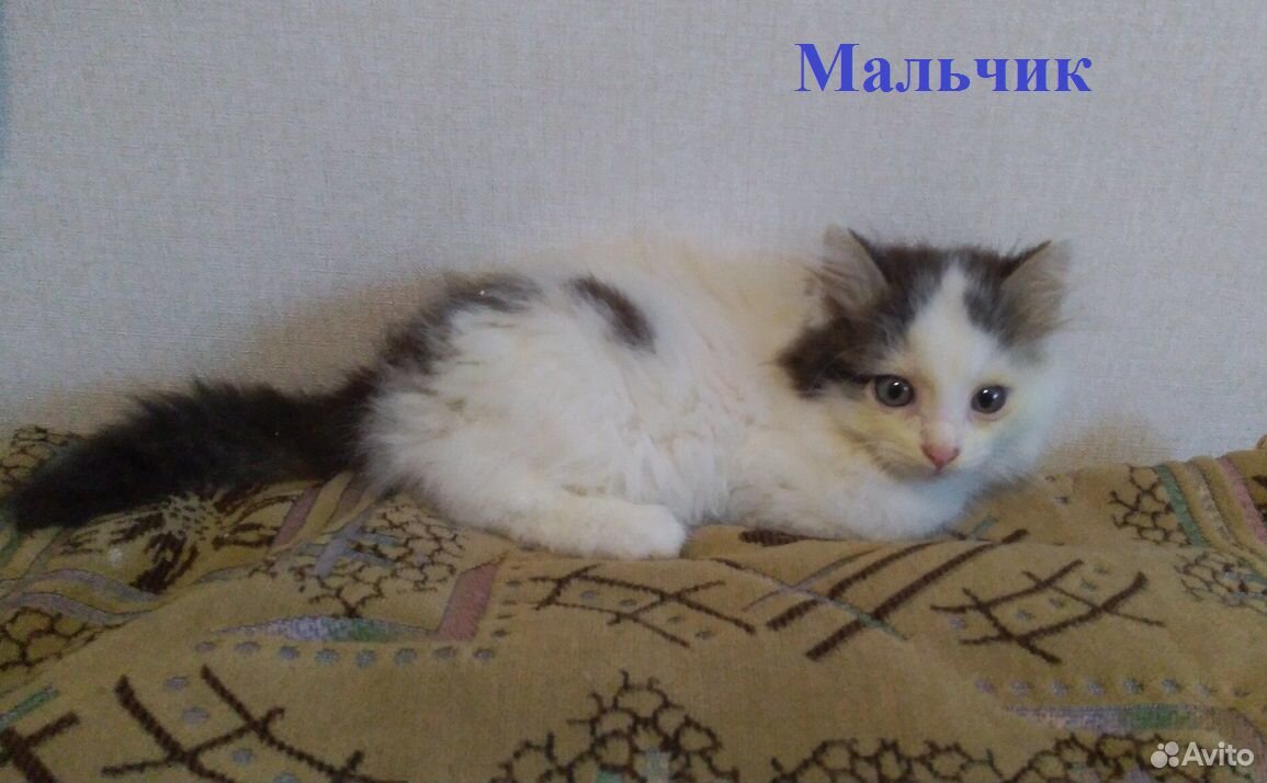 Милые котята ищут дом купить на Зозу.ру - фотография № 2