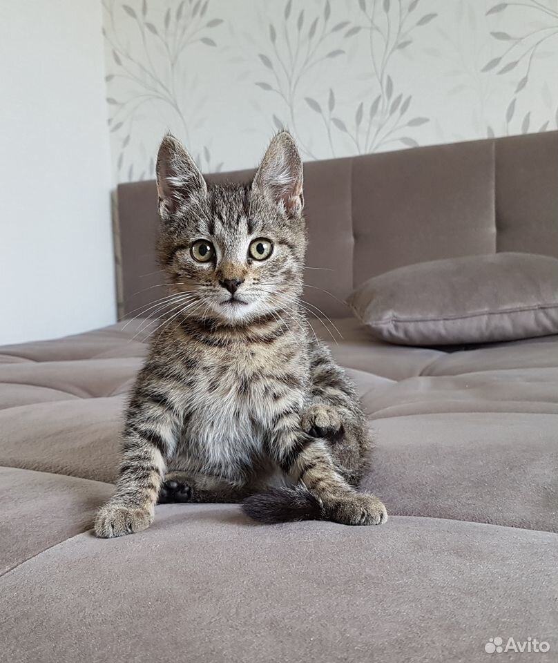 Авито иваново котята. Шотландские котята окрас вискас. Британская черепаха кошка. Отдам даром иваново ивановская область. Котята даром.
