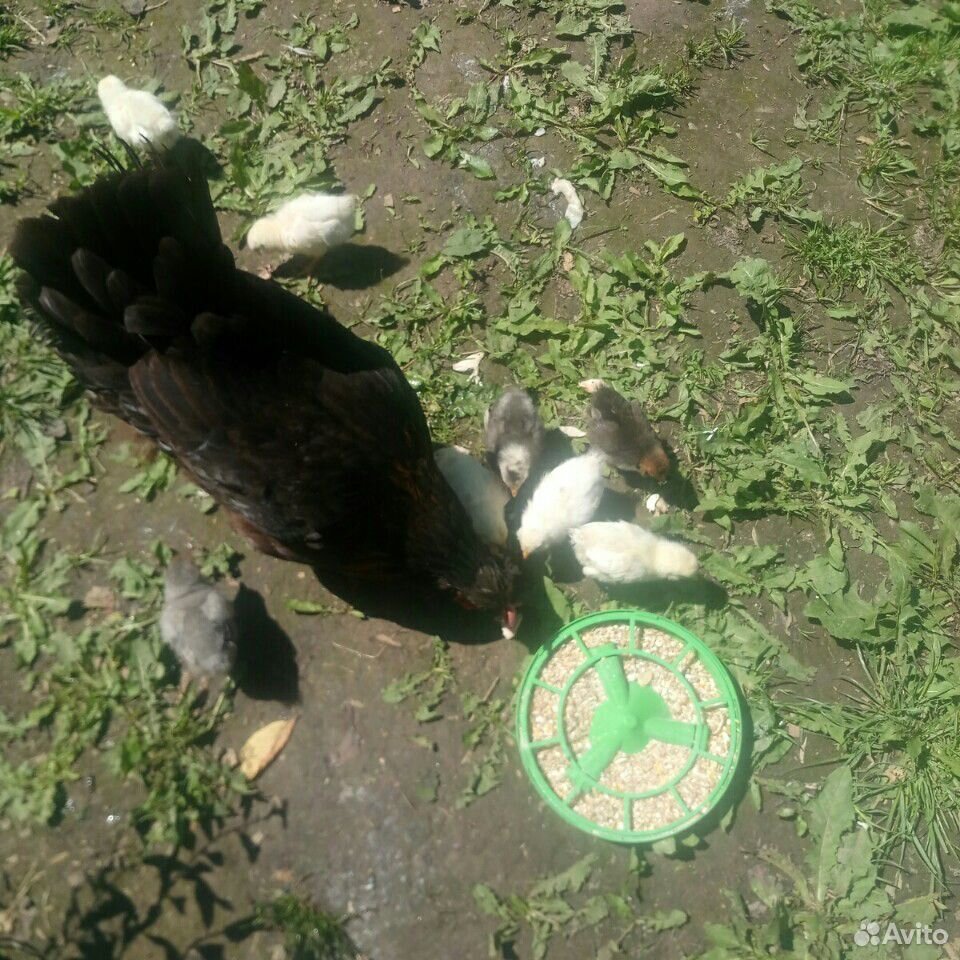 Цыплята из под несушки 7шт купить на Зозу.ру - фотография № 3
