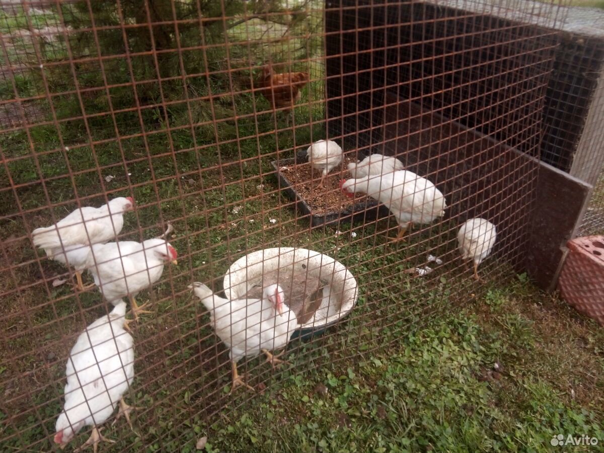 Цыплята яичной породы Ломан классик купить на Зозу.ру - фотография № 3