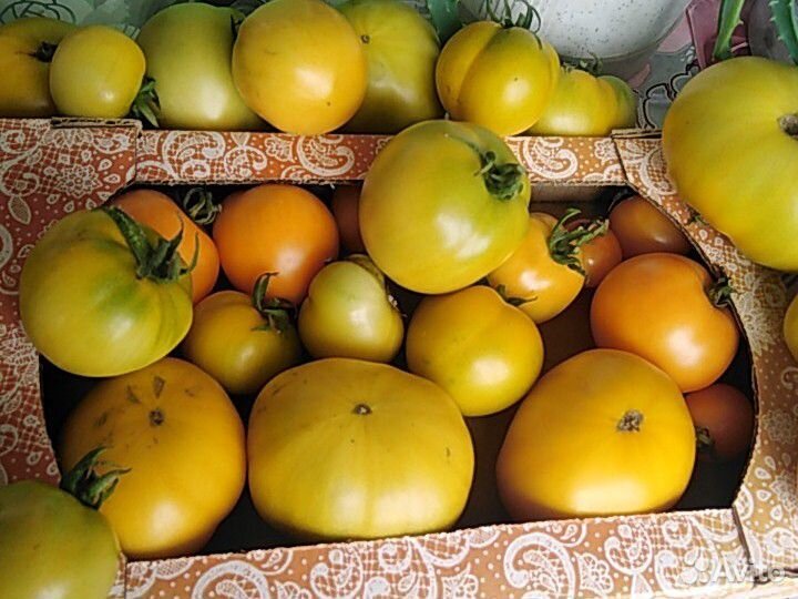 Продажа помидоров купить на Зозу.ру - фотография № 1