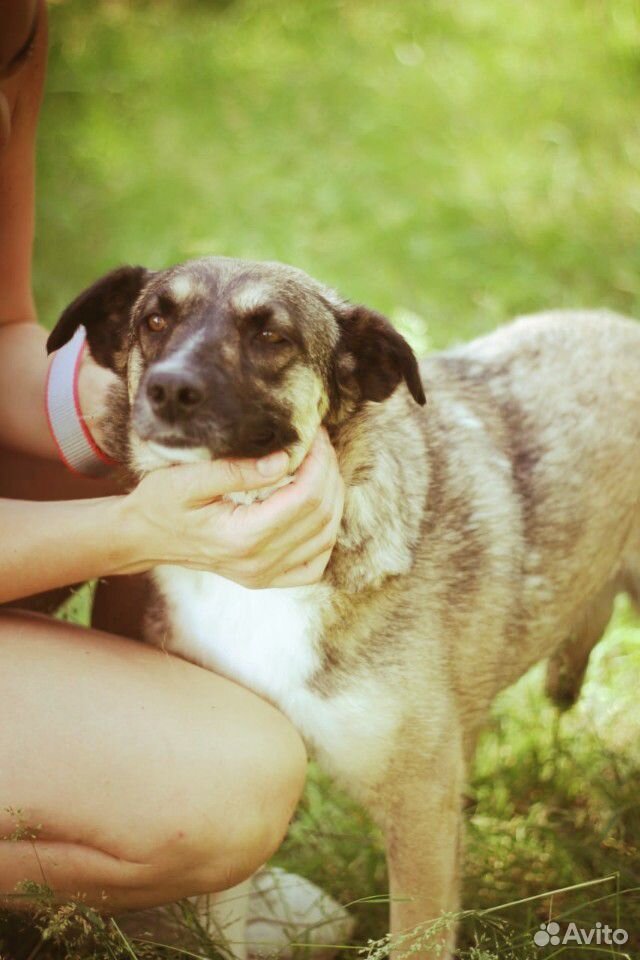 Небольшая Собака Лира в поисках дома купить на Зозу.ру - фотография № 1