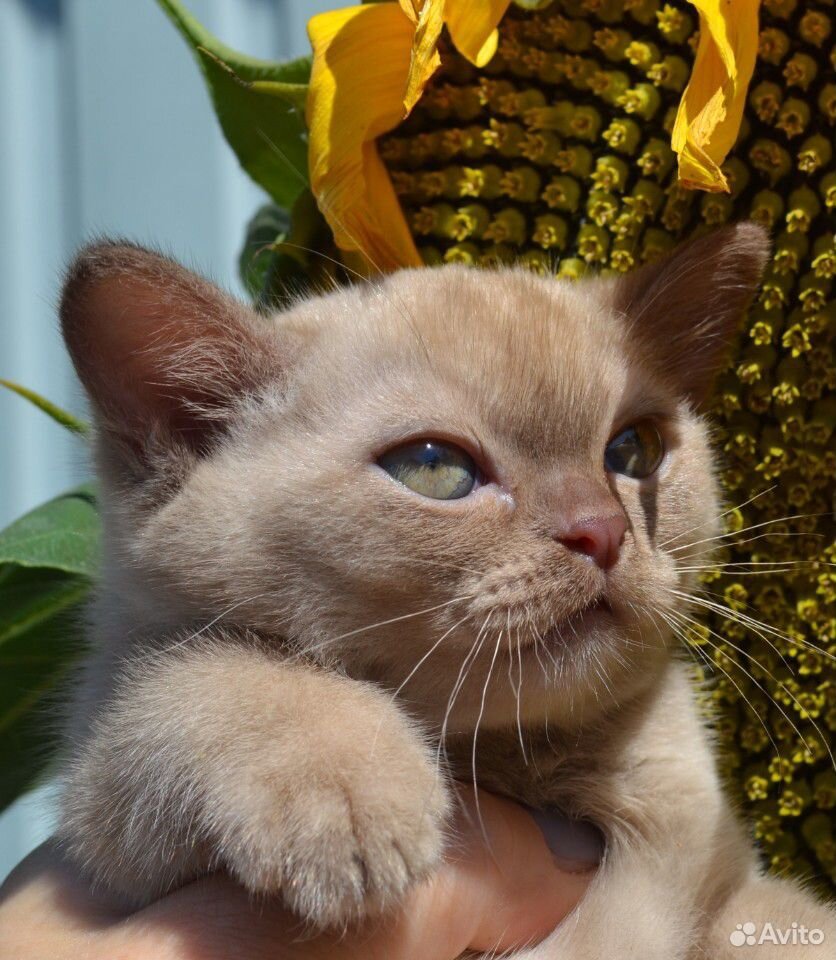 Бурманская-кот купить на Зозу.ру - фотография № 3