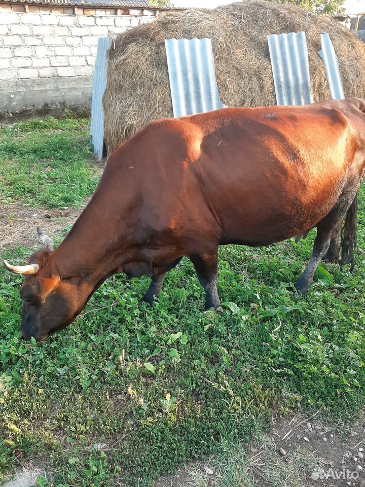 Корова продаётся за 60 т купить на Зозу.ру - фотография № 1